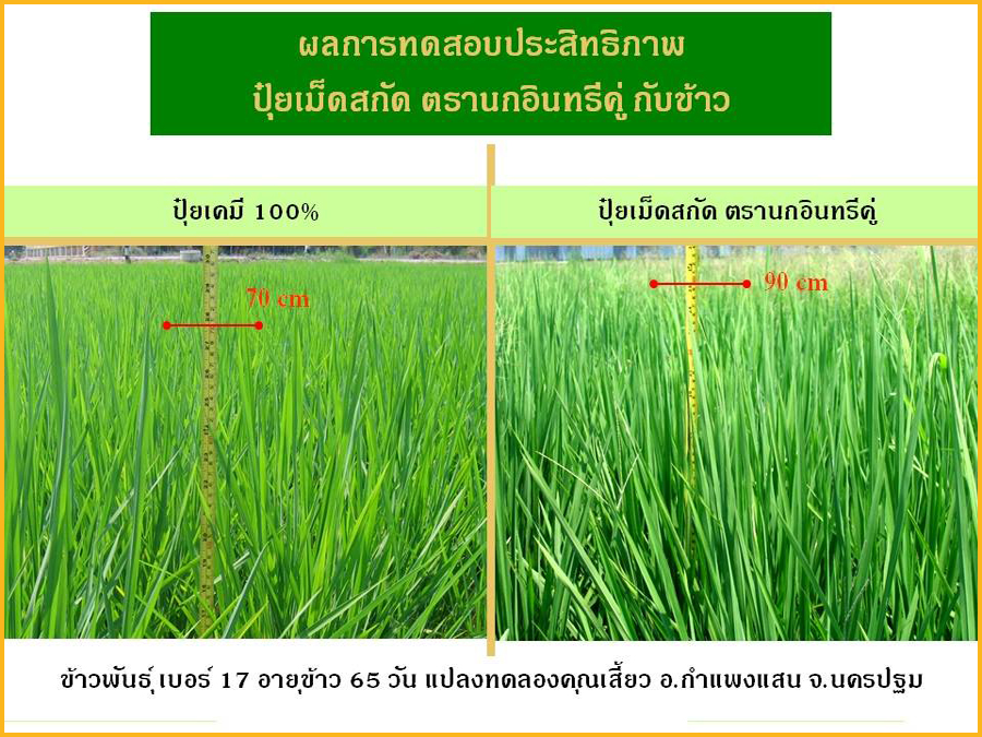 เปรียบเทียบปุ๋ยเม็ดสกัดนกอินทรีคู่กับปุ๋ยเคมีในนาข้าว